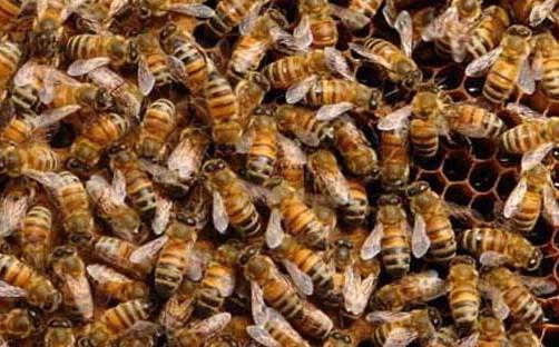 中蜂剪翅膀后会围王吗,中蜂围王视频