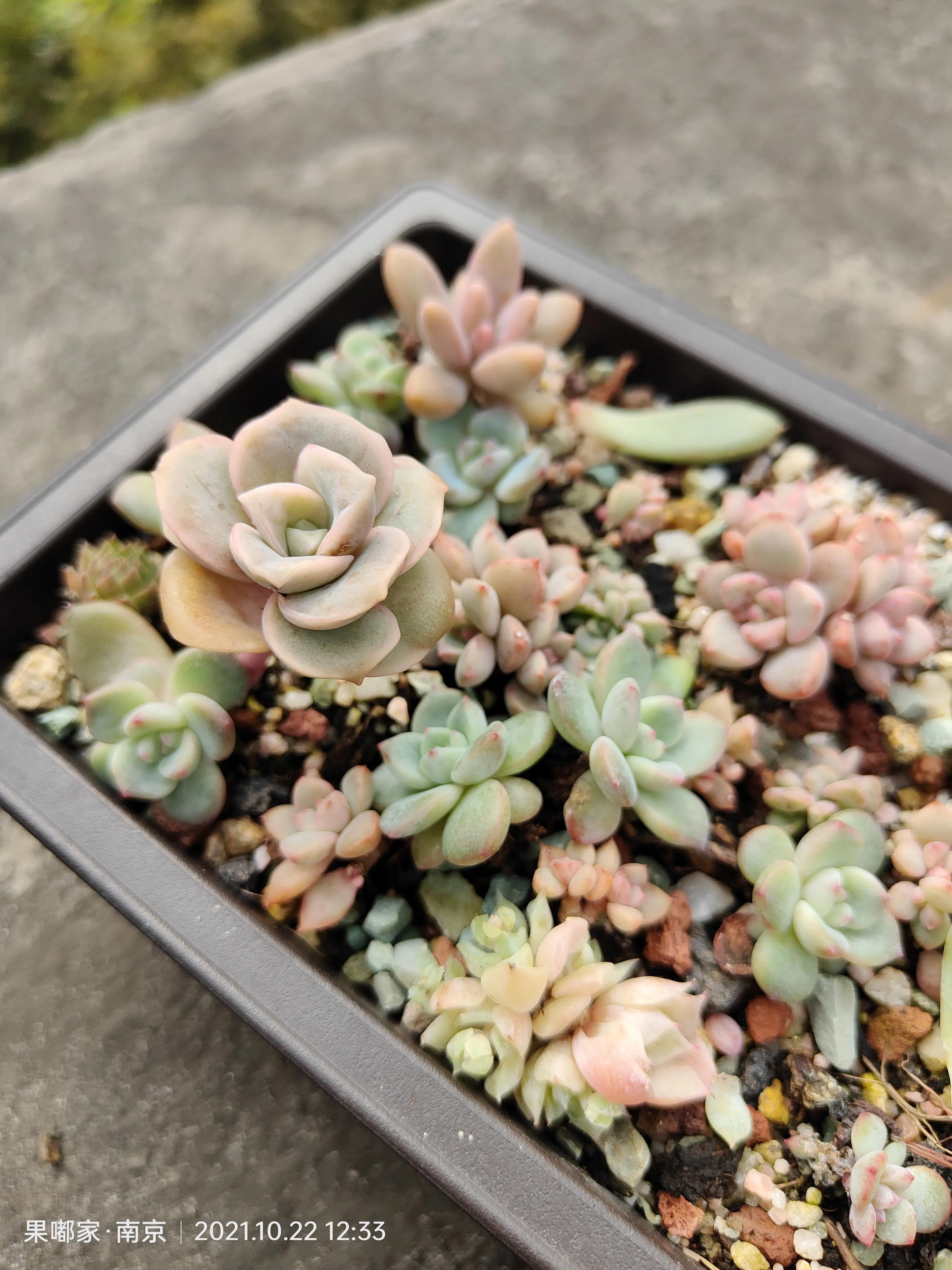 肉肉变美的季节到了,怎么把肉肉练精致