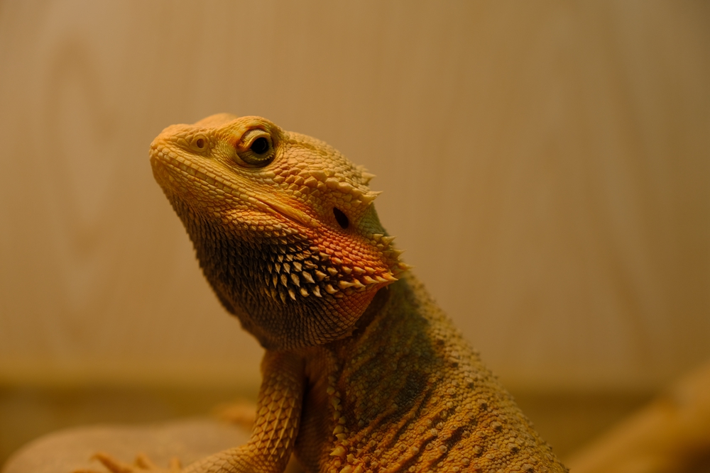 福建六鳌海滩,得天独厚图片