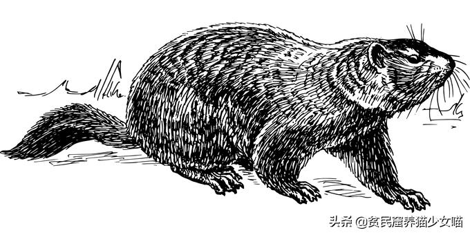 养一只土拨鼠需要什么,呆萌可爱的土拨鼠可以在家养