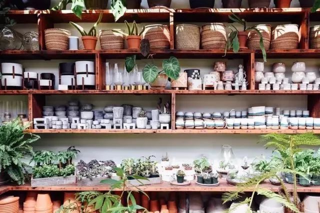 开一家植物美学小店,开一家属于自己的花店