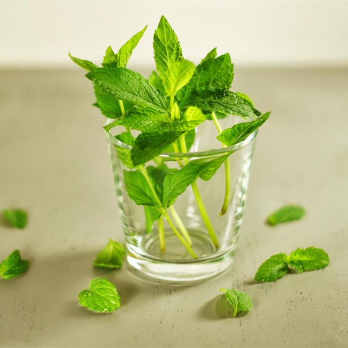 薄荷盆栽水养,薄荷水培和土养哪个容易存活