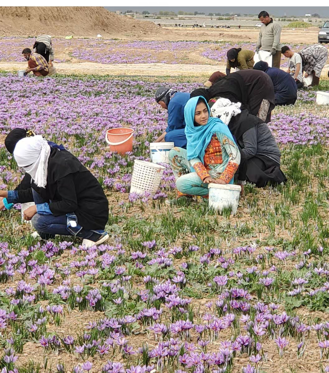 国内藏红花产地在哪里最正宗,藏红花的国内产地哪里最好