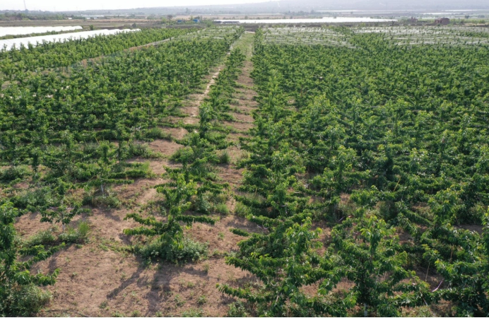 投资果园需要多少钱,投资果园有什么好项目