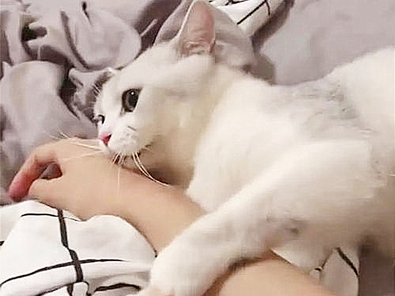 猫咪有这些特征说明它已经认主了,猫咪什么时候开始认主