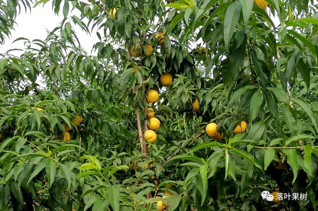 种植效益最好的黄桃品种,鲜食黄桃品种介绍