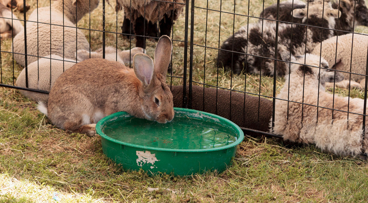 养兔有哪些技能,养兔的后备种兔技术