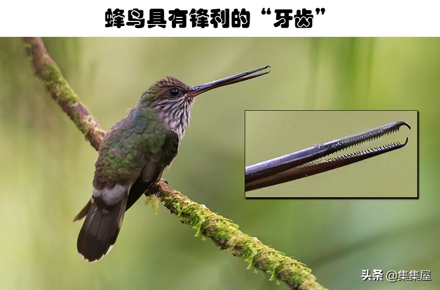 一些不知道的关于动物的小知识,关于动物的十个冷知识