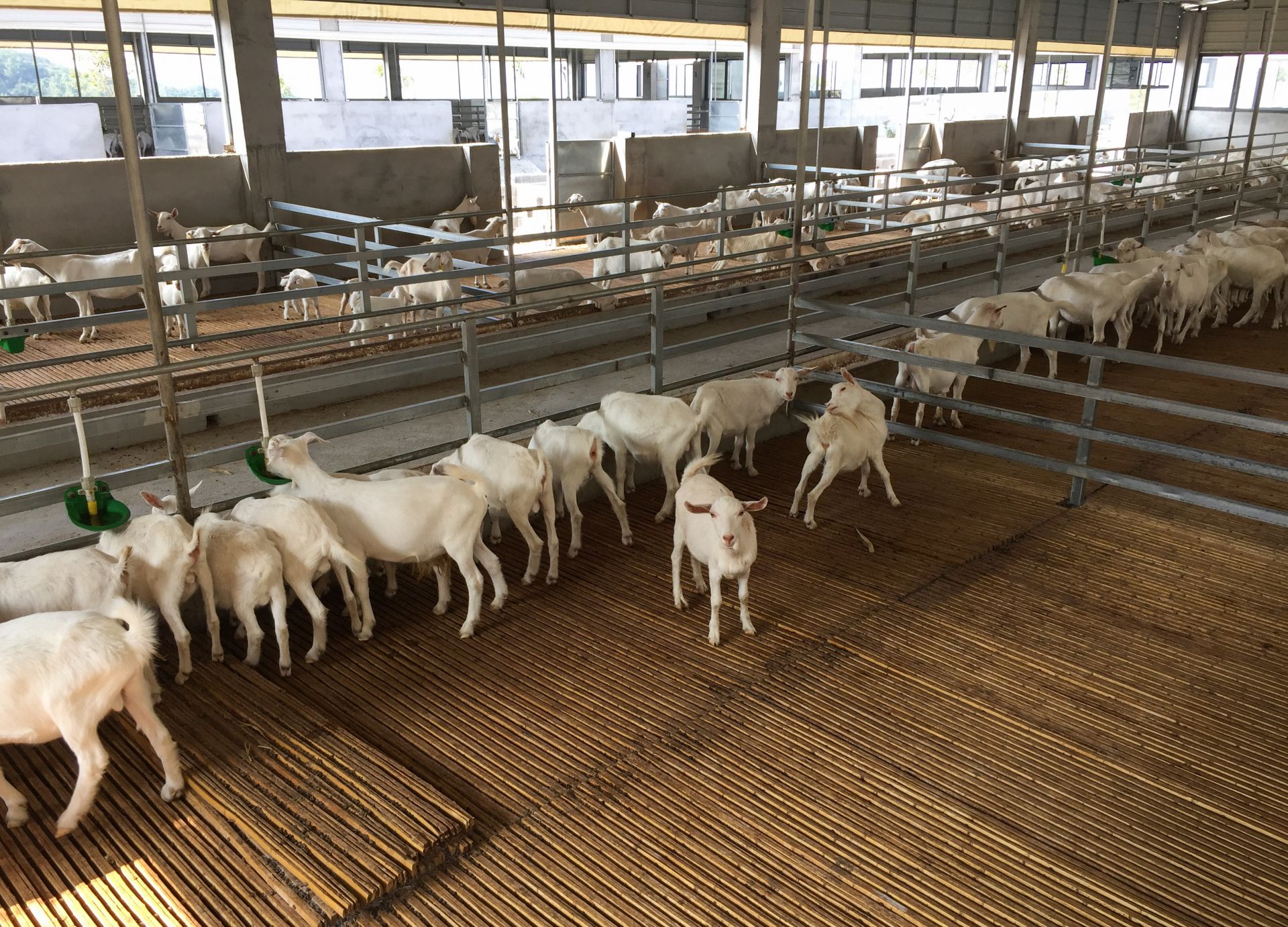 养羊养1000只多少草,养羊放牧100只羊需要多少亩地