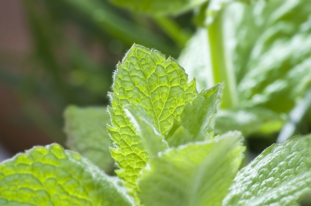 薄荷种地里能自己繁殖吗,通过匍匐茎繁殖的薄荷