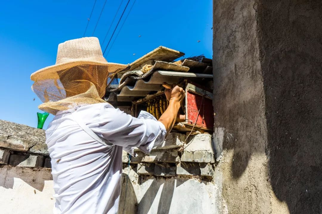 土蜂蜜的取蜜全过程,土蜂蜜取蜜全过程记录