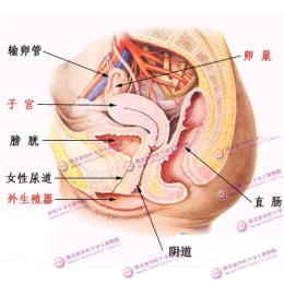 医生常用的解剖学、内外科口诀