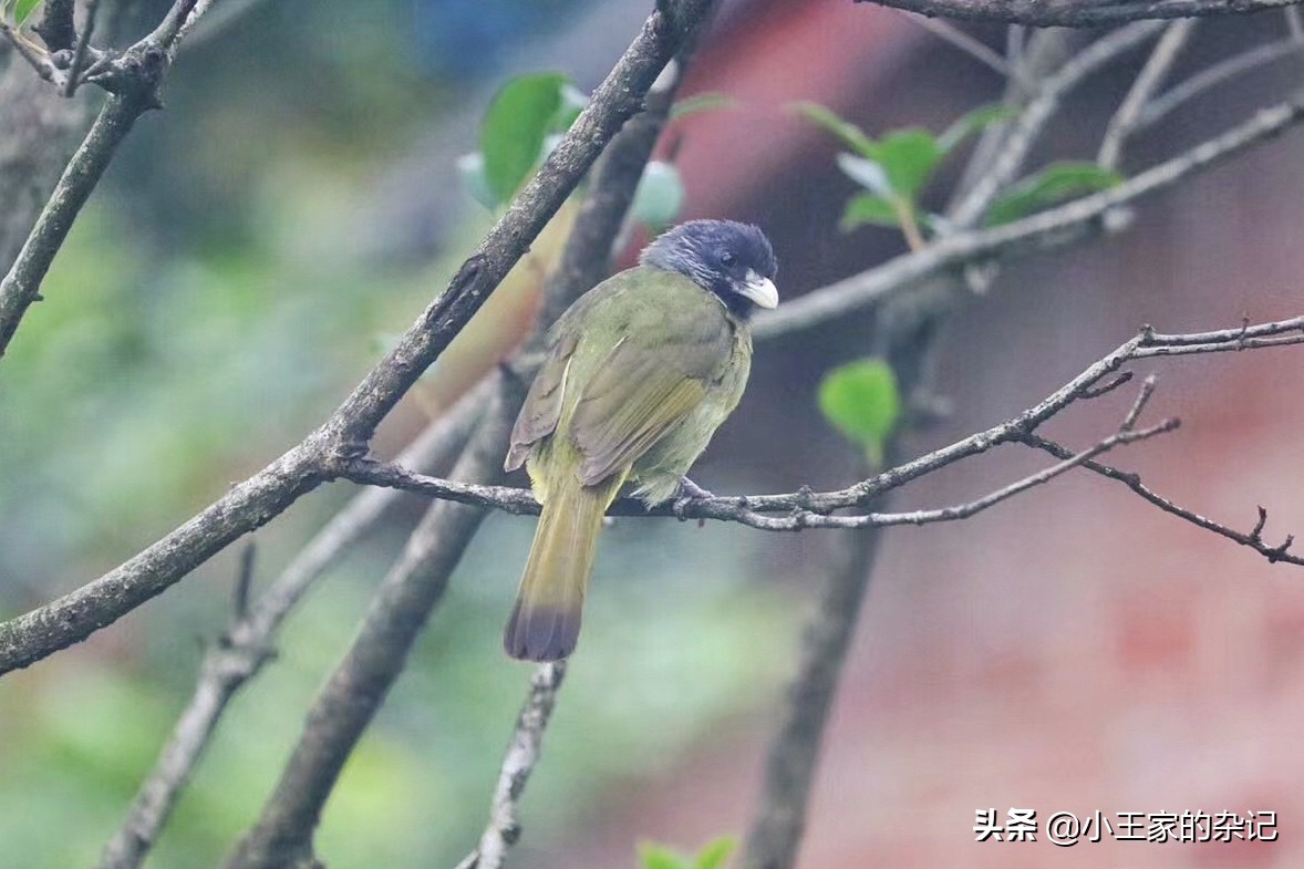 国际爱鸟日天桥岭,国际爱鸟日