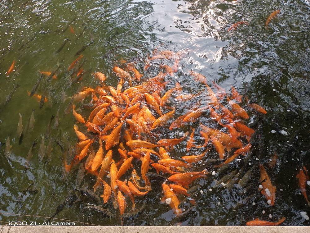 iQOOZ1评测文收集读者评论最新答疑，帮你更清晰的剖析这款手机