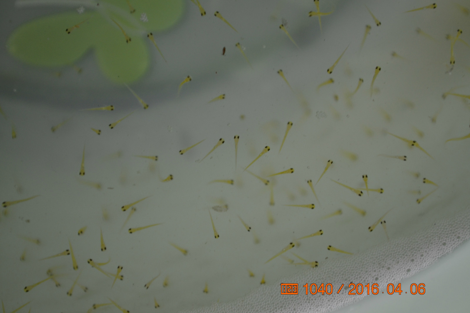 锦鲤池养殖方法图解,锦鲤繁殖全过程纪录片