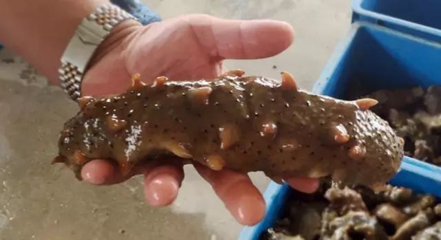 为什么海参是补品,为什么海参吃起来很腥