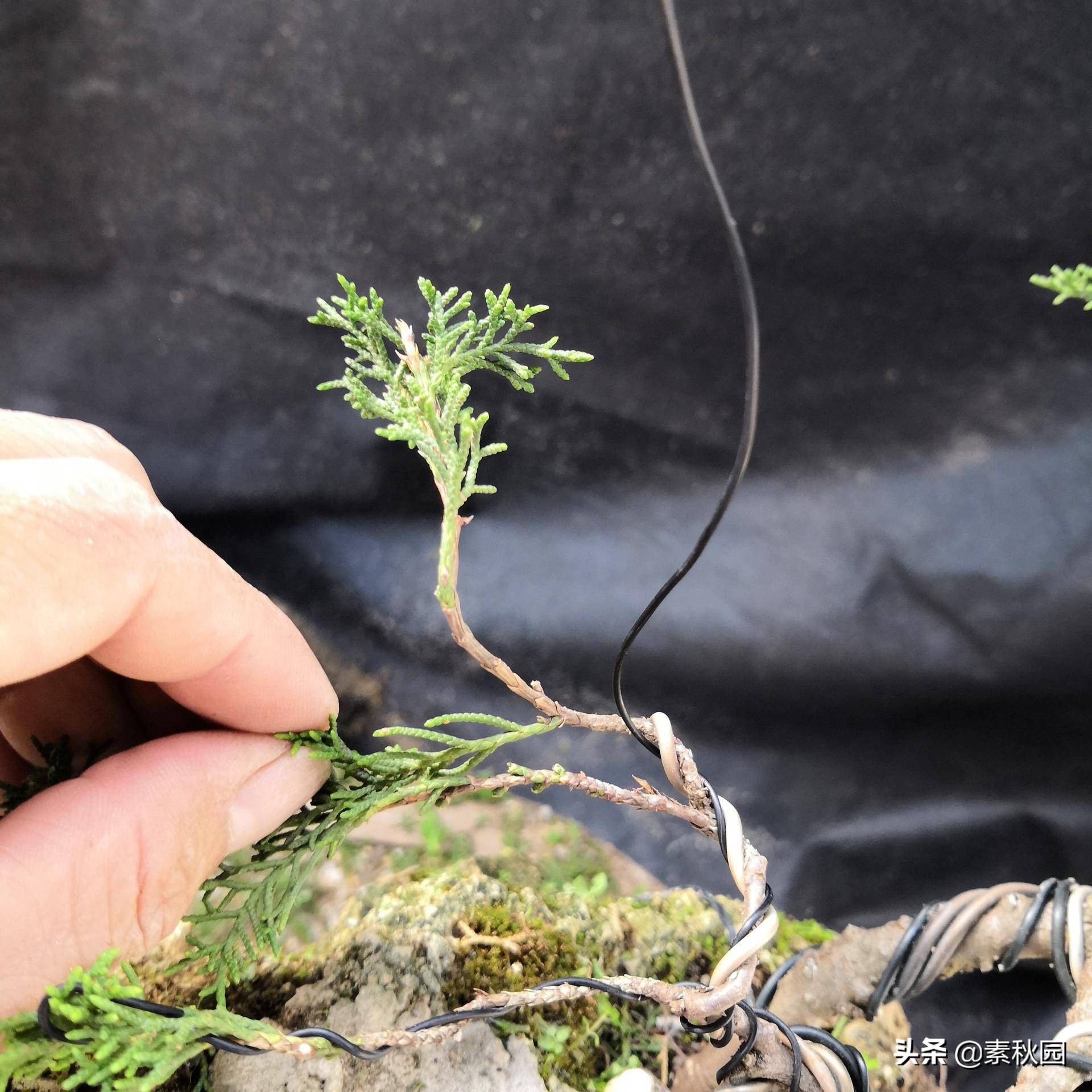 关于系鱼川真柏苗与铝线在石头上发生的那些事儿