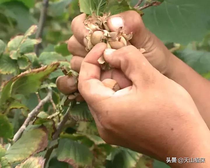 九十一团：发展榛子种植，职工增收信心足
