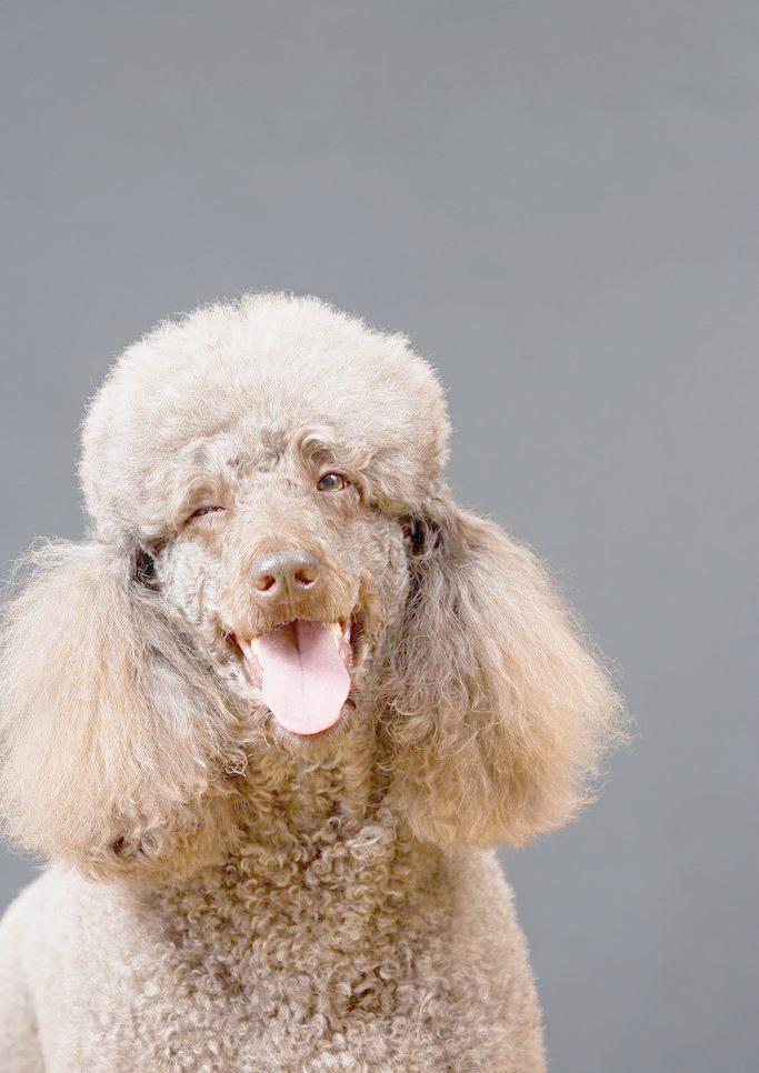 宠物狗品种大全热门宠物排行,长耳朵黑黄宠物狗是什么品种