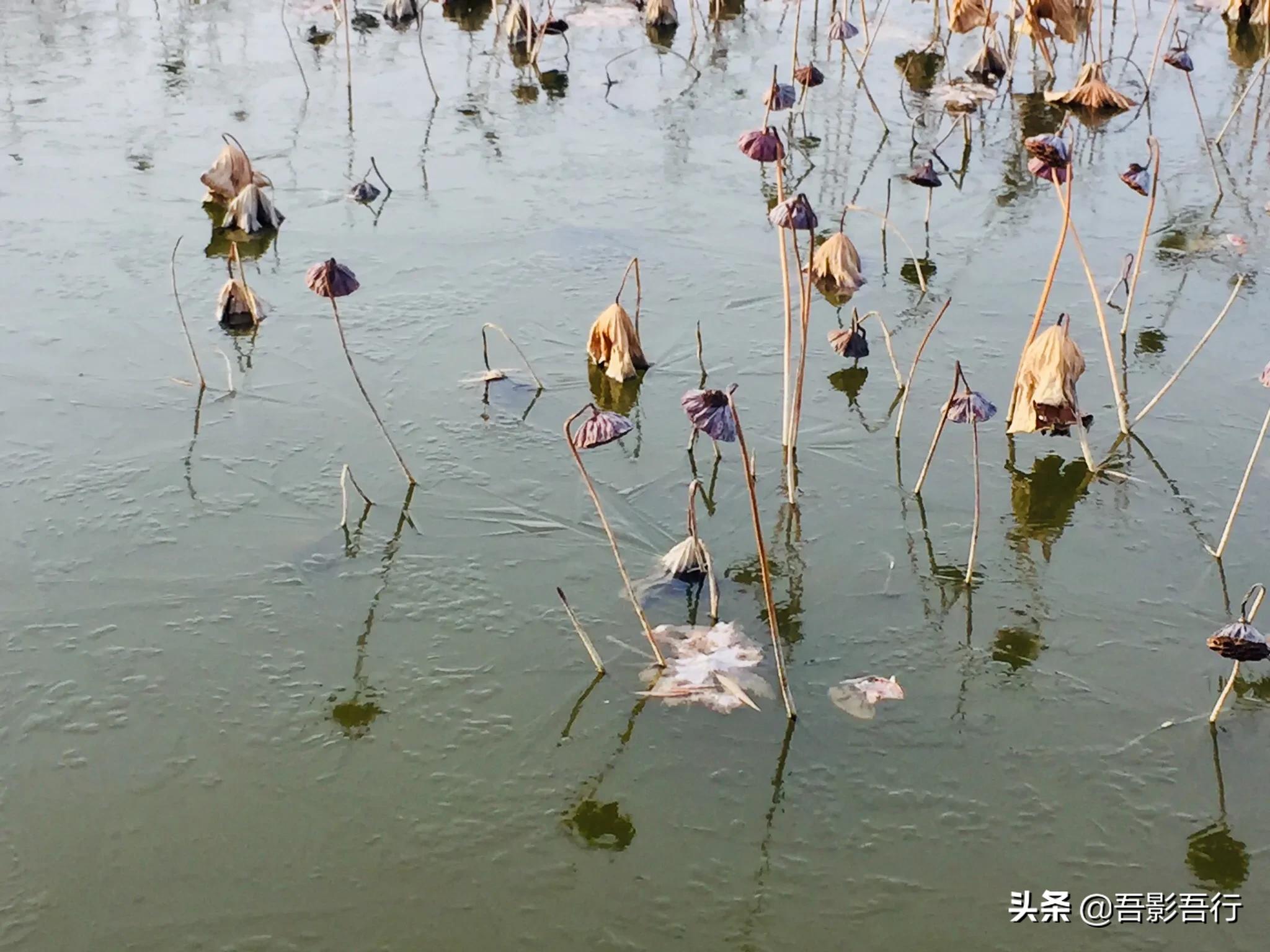 武清津北森林公园有哪些景色,天津武清森林公园开放时间表