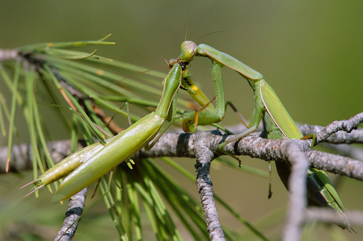 牡丹花下死的片段,牡丹下死口咬主人为什么