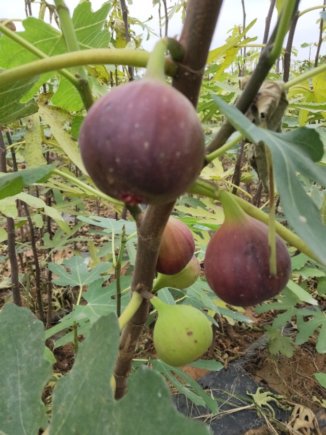 无花果用什么土壤种植,无花果盆栽种植方法图