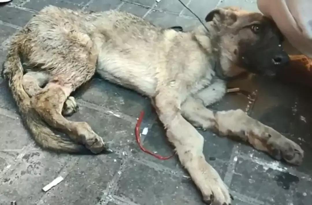 狗贩给狗狗灌水,狗贩给狗灌水