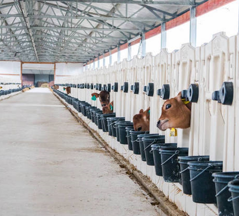 鑸屽皷涓婄殑瀹夊叏姘磋В铔嬬櫧 (鐗涘ザ涓殑鐨潻姘磋В铔嬬櫧)