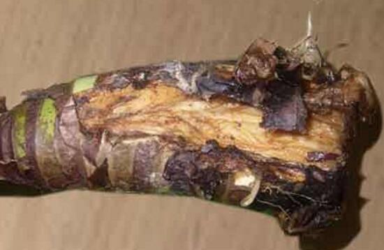 滴水观音烂根处理方法图解,滴水观音烂根了要怎么处理