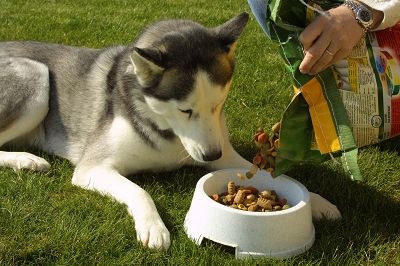 狗狗喜欢舔爪子是什么原因,狗狗一直舔爪子不敢走路