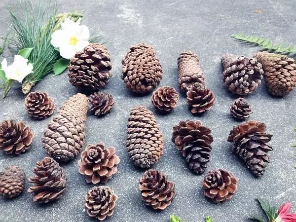 捡来的松果不要扔其实它大有用处,路上捡的小松果不要扔