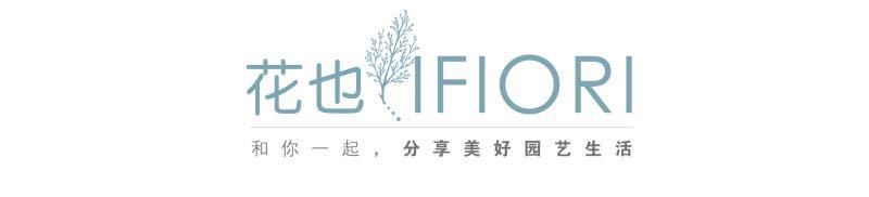 一个重度搪瓷爱好者的杂货花园