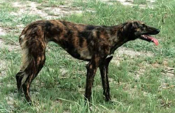 速度和灵缇犬差不多,灵缇狗撵兔视频2013