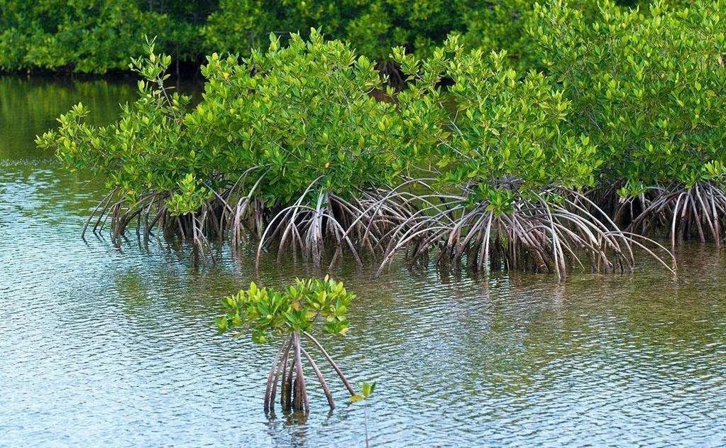多肉长气根的原因及治疗,为啥多肉杆上长须根