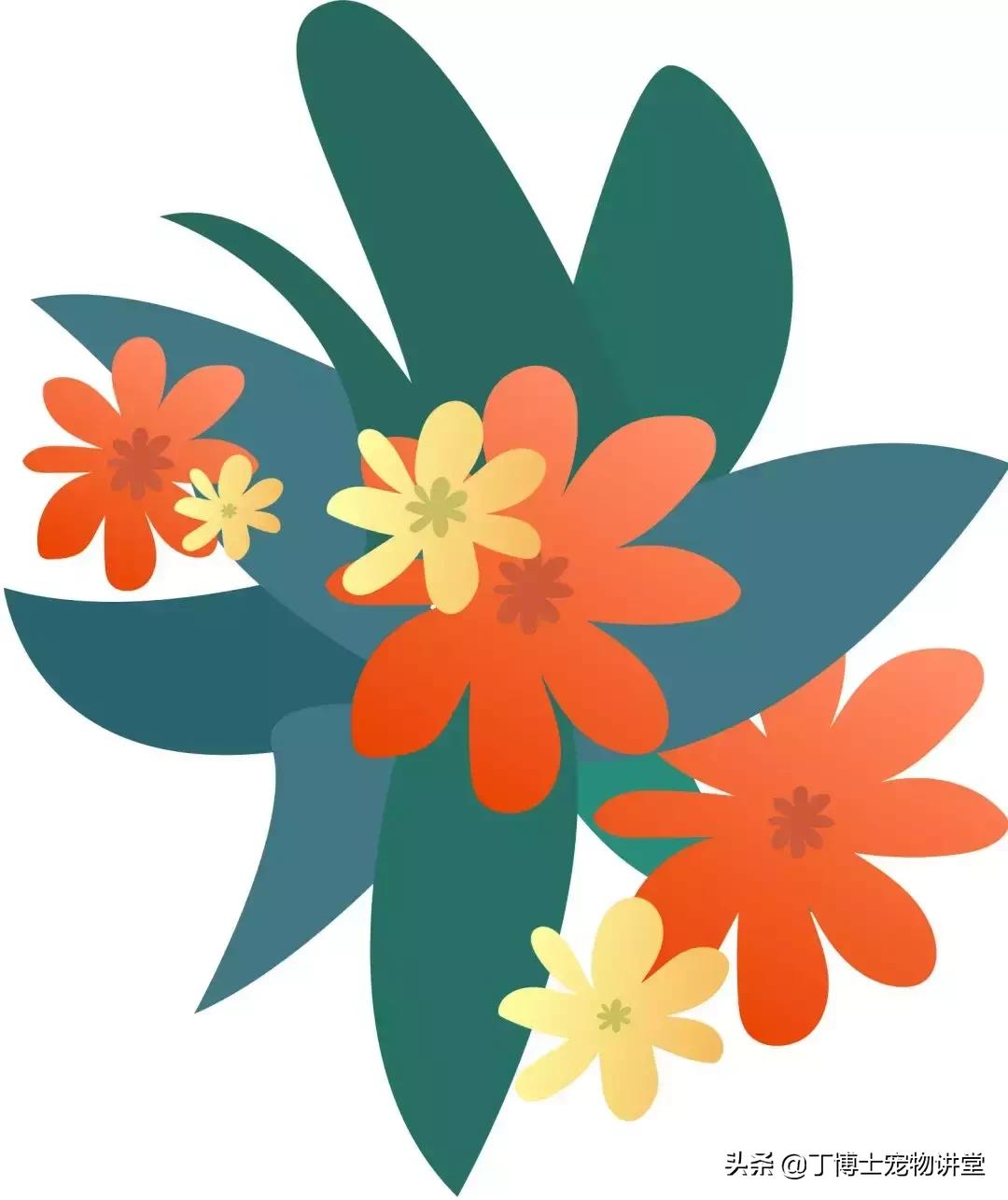 宠物猫狗癣知识,宠物猫有皮肤病吃什么食物好