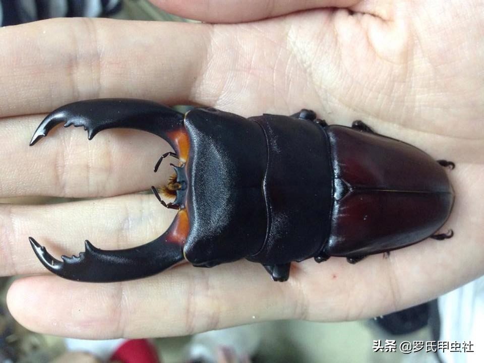 罗氏虫社知识分享之霸气又凶暴的东南亚巨扁锹们