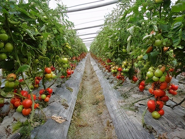 番茄果上有斑点是怎么回事,番茄果锈出现原因