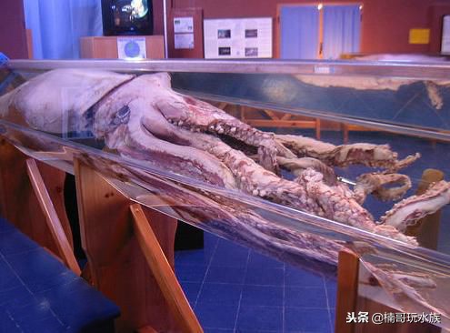 至今还未灭绝的远古深海怪物,六大最可怕的深海怪物