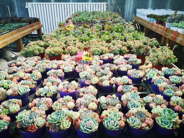 西安三桥附近哪里有花卉市场,西安北二环大明宫花卉市场地址