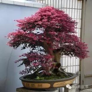 檵木小老桩盆景,檵木盆景图片大全