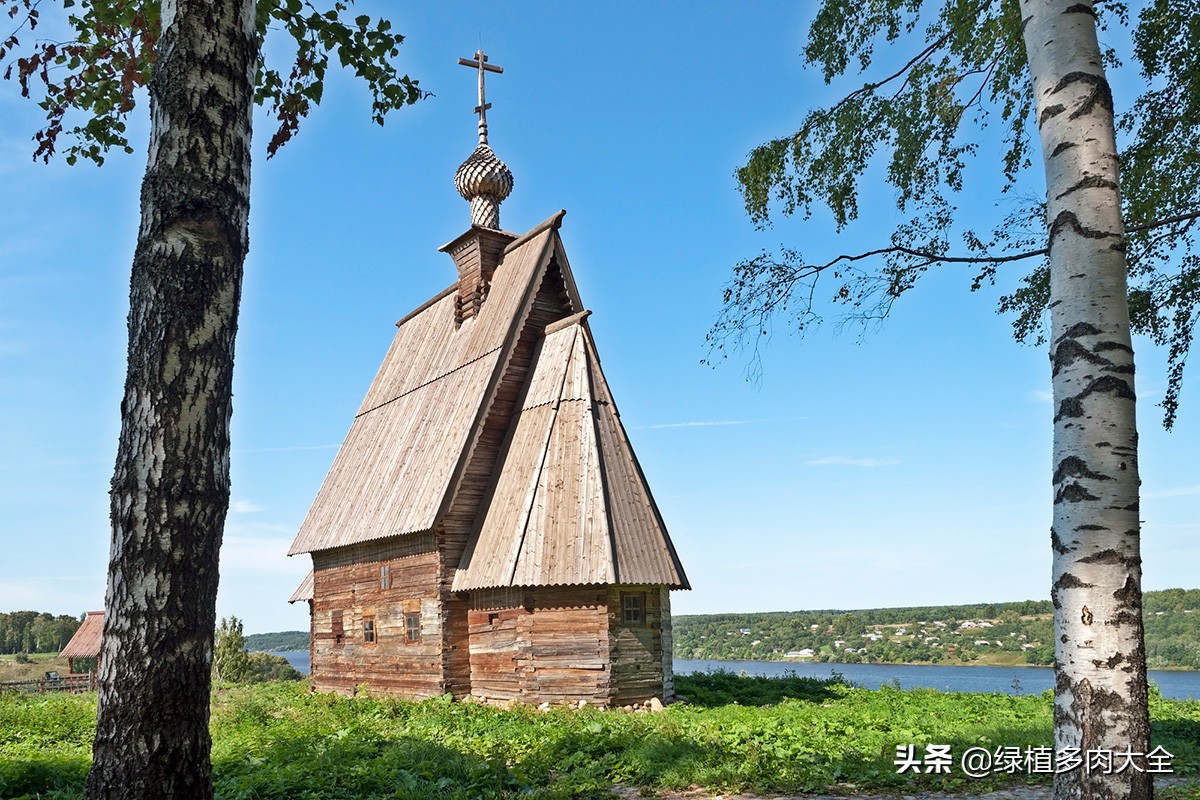 什么树长出桦树茸,除了白桦树还有什么树会长虫子