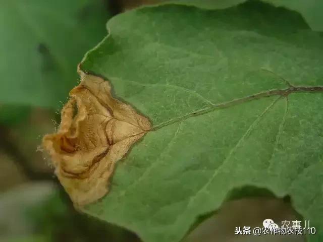 种茄子的六个步骤简短文字,种茄子的基本知识