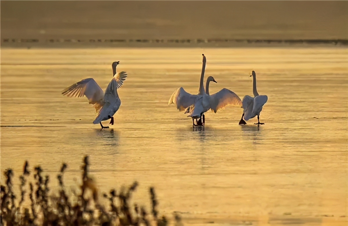 苹果正红景正美!在最甜的时候看最美的运城!