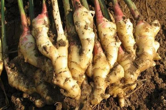 生姜盆栽水养方法,小生姜怎么养成盆栽