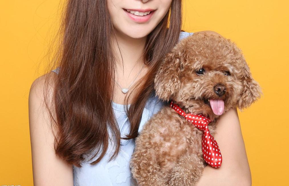 泰迪狗怕热吗夏天,泰迪犬残酷的真相