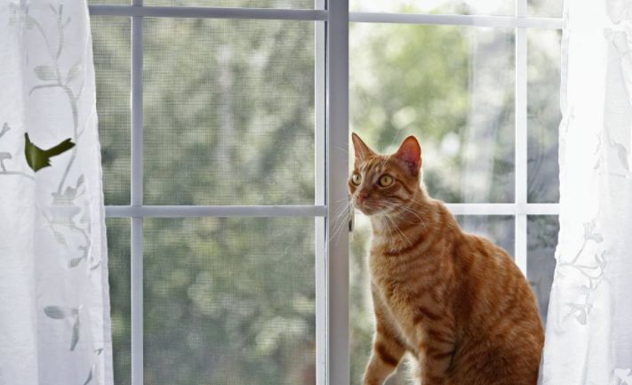 猫咪夏天能不能剃毛,猫咪消暑降温的正确方法