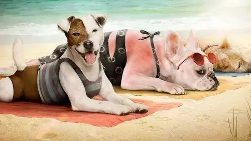 狗狗常见的意外事故及急救方法,狗狗意外伤人怎么治疗