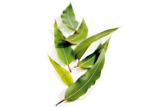 桉树精油功效与作用,桉树精油在农业种植上的应用