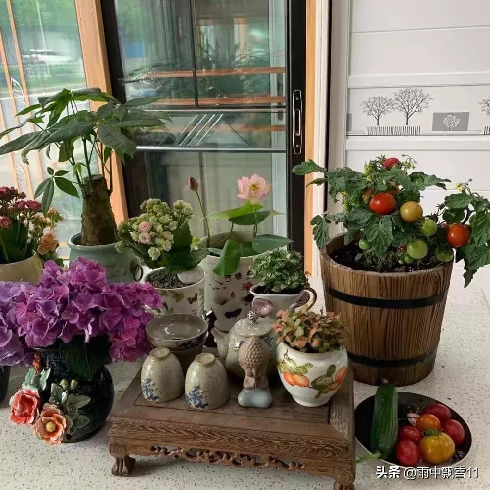 家庭小番茄的种植养护,夏季小番茄种植方法全过程