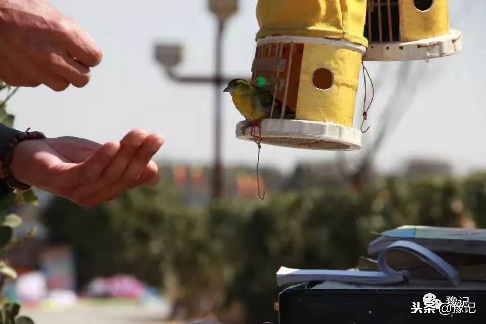 皇城根脚下，那是开封大爷遛鸟的天地